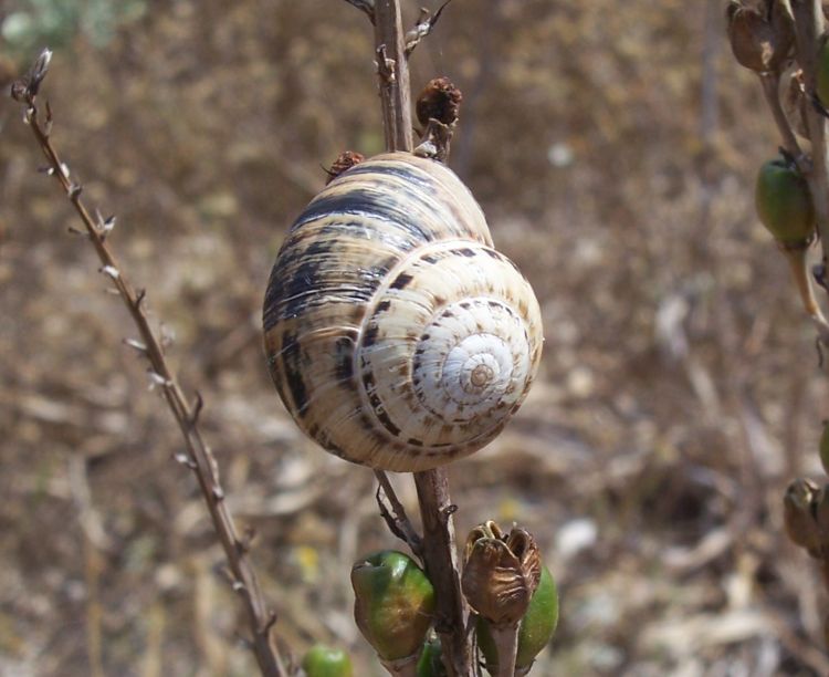 Gasteropodi da identificare